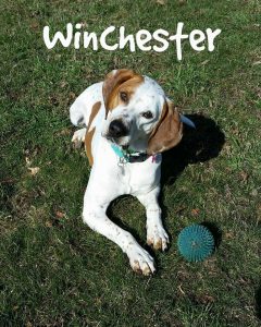 Introduction to Agility Classes @ Bellwether Harbor | Fremont | Michigan | United States
