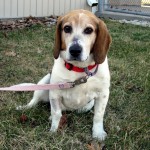 Clyde beagle (6)