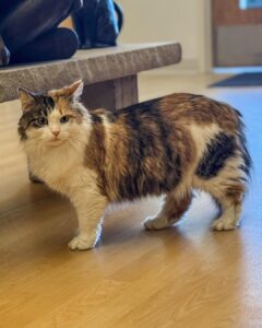 Chloe