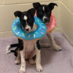 Bullet and Roscoe