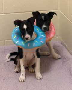 Bullet and Roscoe