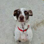 Pepper