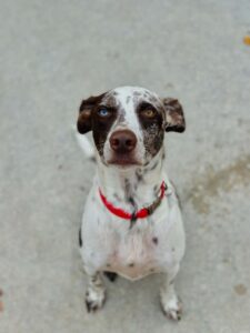 Pepper