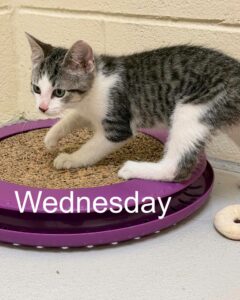 Wednesday